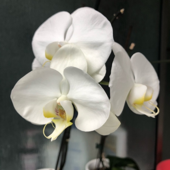 Meet your Posher, Janice - Picture 1 of 1